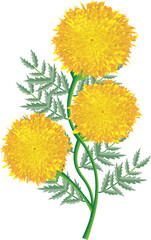 Obraz premium Yellow marigold flower vector illustration with green leaves on white background
