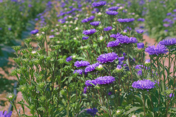 purple flower aster in the garden