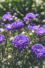Obraz premium purple flower aster in the garden