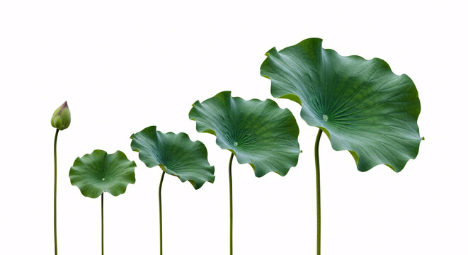 A single lotus bud and four lotus leaves of increasing size isolated on white background