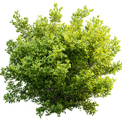 Obraz premium Lush green shrub with vibrant foliage against a stark black background creating a striking visual contrast ideal for design elements