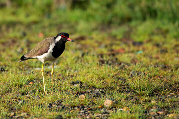 Tri Color Munia Bird on Tall Grass