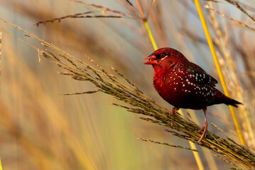 Red Avadavat Bird on Tall Grass Searching for Food