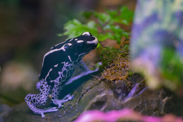 Beautiful Poison dart frog inside the small aquarium