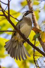 Obraz premium Nature wildlife bird of Light-vented bulbul taken from Ocean Park Hong Kong, China