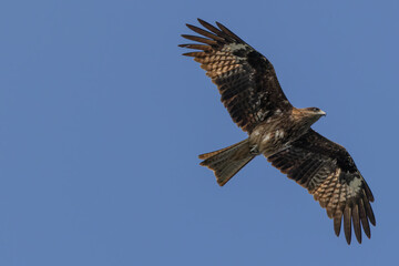Black Kite eagle flying on the clear blue sky
