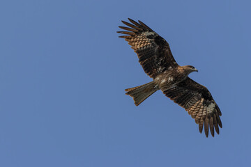 Black Kite eagle flying on the clear blue sky
