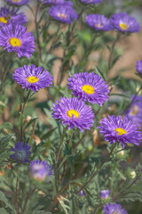 purple flower aster in the garden