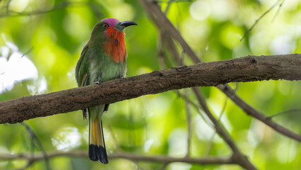Red-headed bee-eater perched on branch looking right