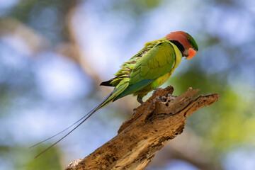 Long-Tailed Parakee perched on the tree branch.