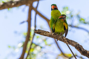 Couple of Long-Tailed Parakee perched on the tree branch.