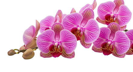 Obraz premium Vibrant Pink Striped Phalaenopsis Orchids On Black