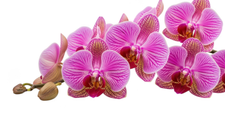Vibrant Pink Striped Phalaenopsis Orchids On Black