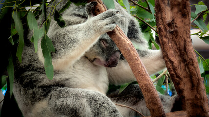 Tired koala