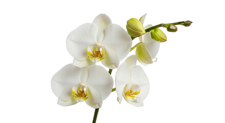 Naklejka premium Elegant White Orchid Flowers And Buds On Black Background