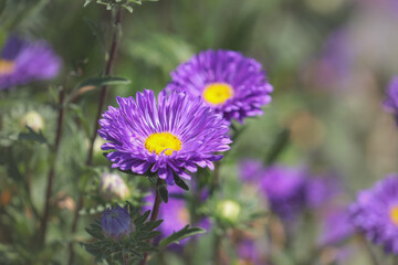purple flower aster in the garden