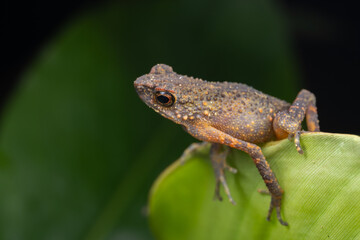 Obraz premium Tiny frog perched on vibrant green leaf in lush rainforest