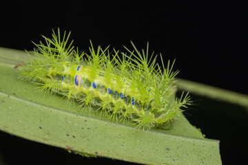 Spiny green caterpillar crawling on a leaf in the rainforest