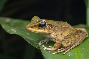 frog perched on vibrant green leaf in lush rainforest