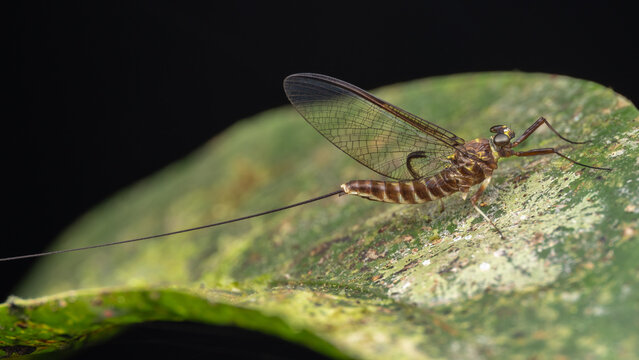 Close-up of delicate mayflies resting on vibrant green leaves, showcasing their intricate wings and slender bodies