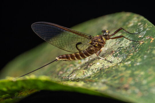 Close-up of delicate mayflies resting on vibrant green leaves, showcasing their intricate wings and slender bodies