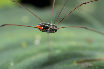 Macro shot of a harvestman, also known as a daddy longlegs, perched on a leaf.