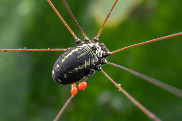 Macro shot of a harvestman, also known as a daddy longlegs, perched on a leaf.