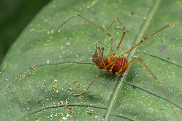 Macro shot of a harvestman, also known as a daddy longlegs, perched on a leaf.