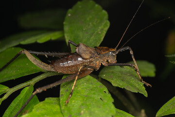 Nature Scene of giant cricket in Sabah, Borneo , Close-up image of Giant Cricket
