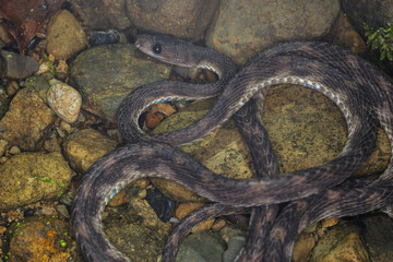 Unidentified species of beautiful snake on rock at rainforest jungle Borneo