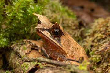 Naklejka premium horned frog from Borneo - Megophrys kobayashii frog hiding in moss and leaves