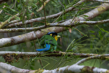 Vivid portrait of a long-tailed broadbill perched on a branch, displaying its vibrant green and yellow plumage with a striking black cap and bright blue tail.
