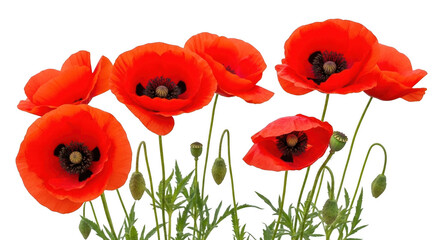 Naklejka premium Poppy flower