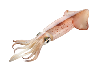 Fresh raw squid isolated on transparent background