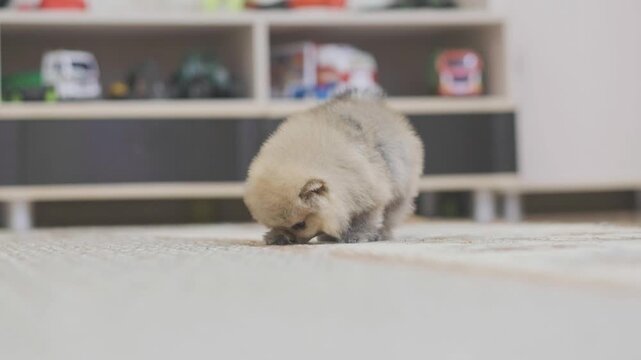 The first timid steps of a pomeranian dog puppy
