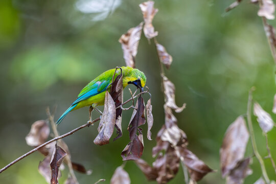 Nature wildlife of Bornean leafbird of Sabah, Malaysia