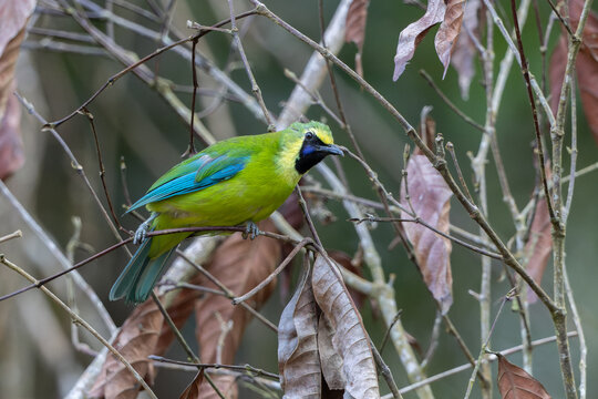 Nature wildlife of Bornean leafbird of Sabah, Malaysia