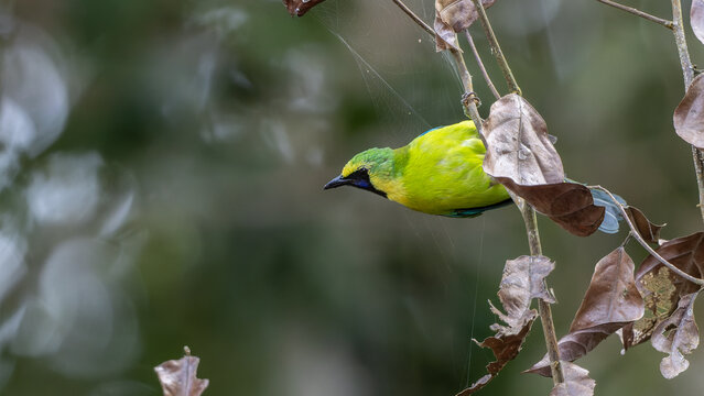 Nature wildlife of Bornean leafbird of Sabah, Malaysia