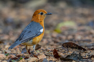 Nature wildlife image of uncommon resident bird Orange-headed thrush in Sabah, Borneo