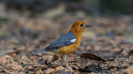 Nature wildlife image of uncommon resident bird Orange-headed thrush in Sabah, Borneo