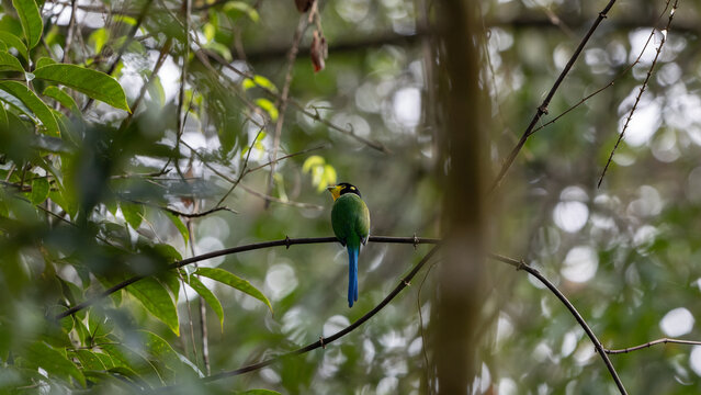 Long-tailed broadbill perched on branch holding insect