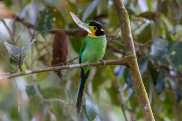 Long-tailed broadbill perched on branch holding insect