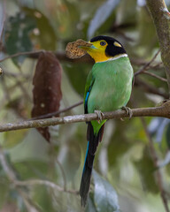 Long-tailed broadbill perched on branch holding insect