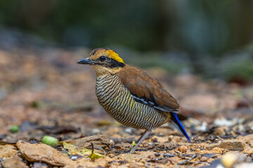 Bornean Banded Pitta (Pitta schwaneri) in its lush rainforest habitat and making it a true jewel of the Bornean rainforests.