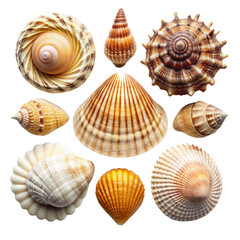 Obraz premium Collection set of beach seashells isolated on white or transparent background, on a white background