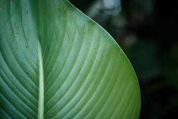 Banana leaf