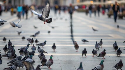 Fototapeta premium A bustling scene of pigeons flocking on a city plaza, with some flying and others foraging on the ground.