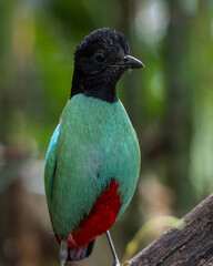 Hooded pitta standing on a branch in a forest in Borneo Island