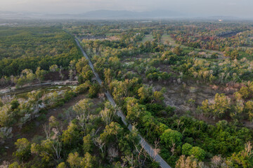 Narrow road cutting through lush green mangrove forest