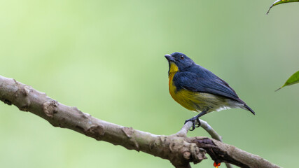 Nature wildlife image of Yellow-rumped flowerpecker (Prionochilus xanthopygius) endemic of Borneo